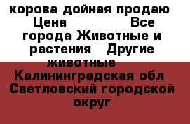 корова дойная продаю › Цена ­ 100 000 - Все города Животные и растения » Другие животные   . Калининградская обл.,Светловский городской округ 